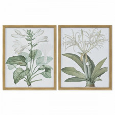Obraz DKD Home Decor 43 x 3 x 53 cm Rośliny botaniczne (2 Sztuk)