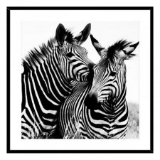 Obraz Zebra Szkło (2 x 50 x 50 cm)