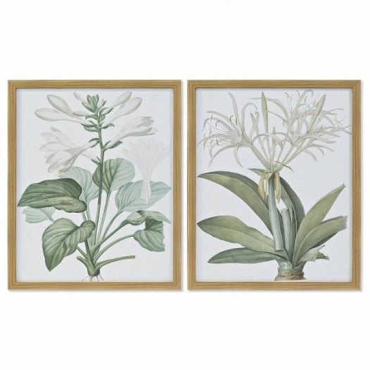 Obraz DKD Home Decor 43 x 3 x 53 cm Rośliny botaniczne (2 Sztuk)