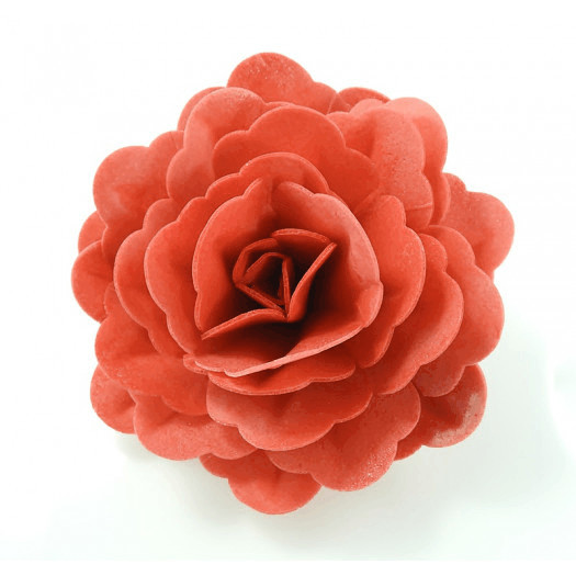 Róża chińska duża czerwona 12,5 cm